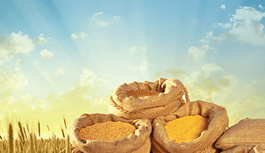 Global Food Supply at Risk?