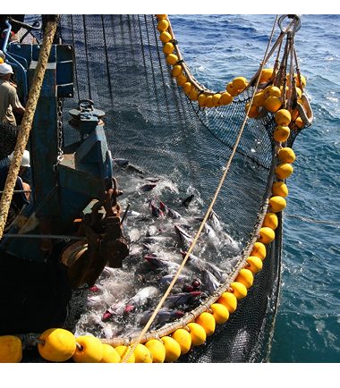 Fisheries Protection in the Indian Ocean